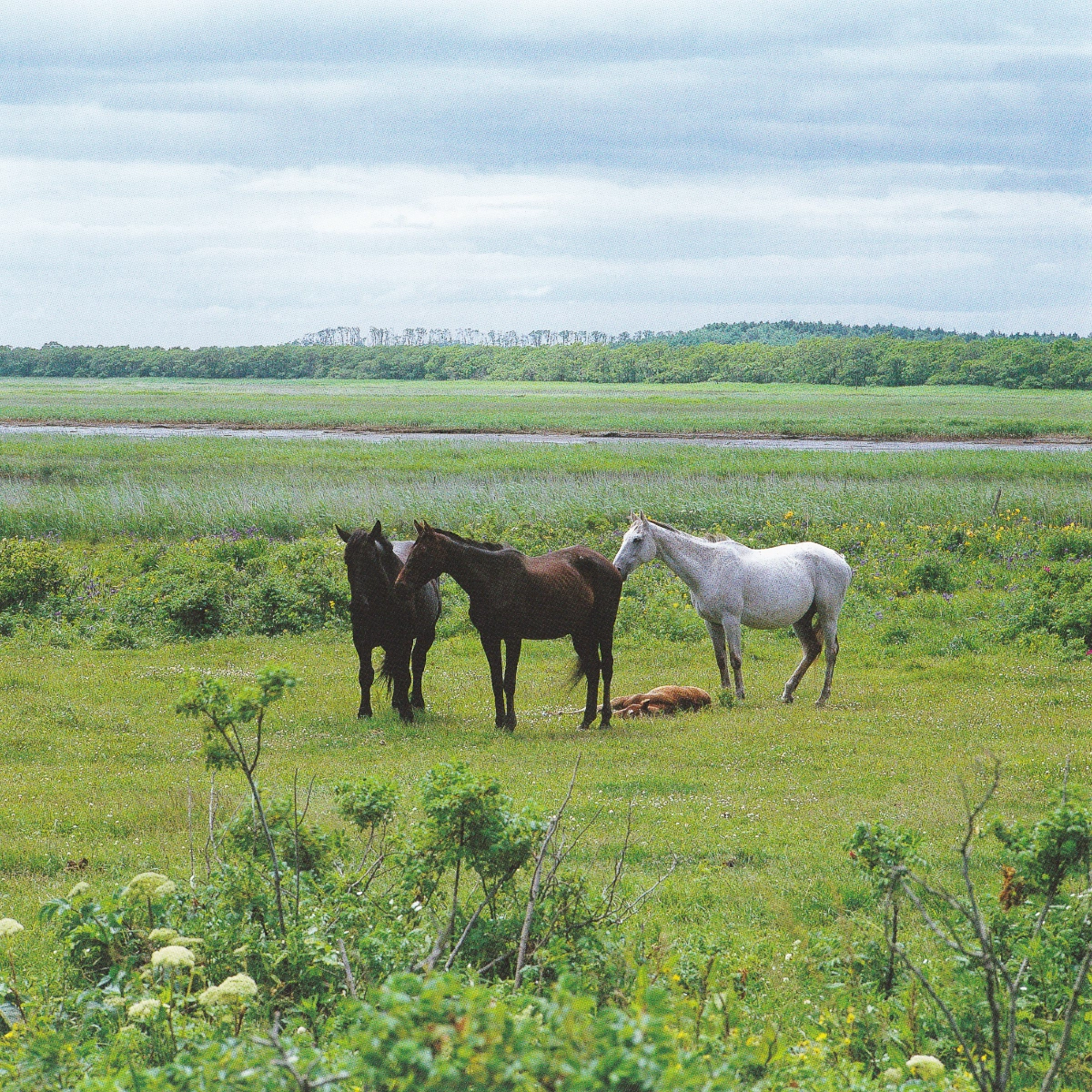 上山幹夫遺稿写真集